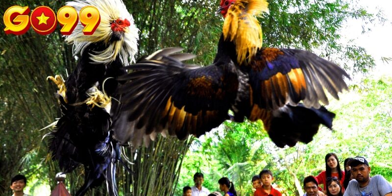 Đá gà Go99 mang đến sự linh hoạt cao cho người chơi